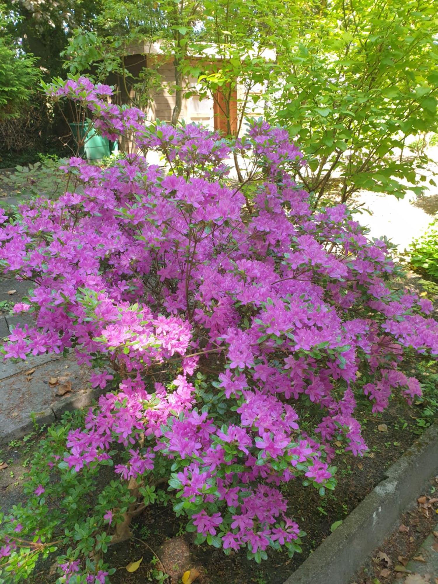 Ferienwohnung Gartenblick Westerstede Εξωτερικό φωτογραφία